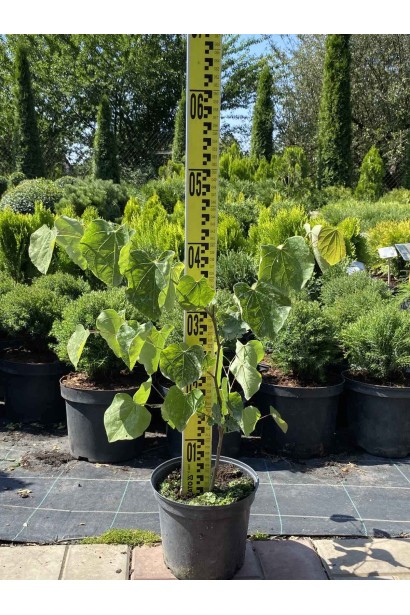 Церціс канадський / Іудове дерево - 2л/вис.40-60см/Ø15-20см